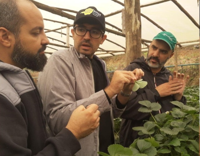 projeto serra morango 2