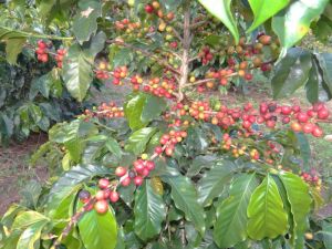 2014 - Caparaó Jr. busca selo de identificação geográfica para café da região